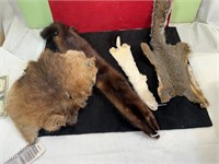 4 SMALL TANNED FUR HIDES