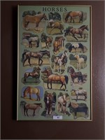 POSTER OF HORSE BREEDS WITH GLASS BY TOM SOLLIDAY
