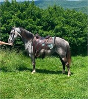Fancy Gaited Gelding with COLOR