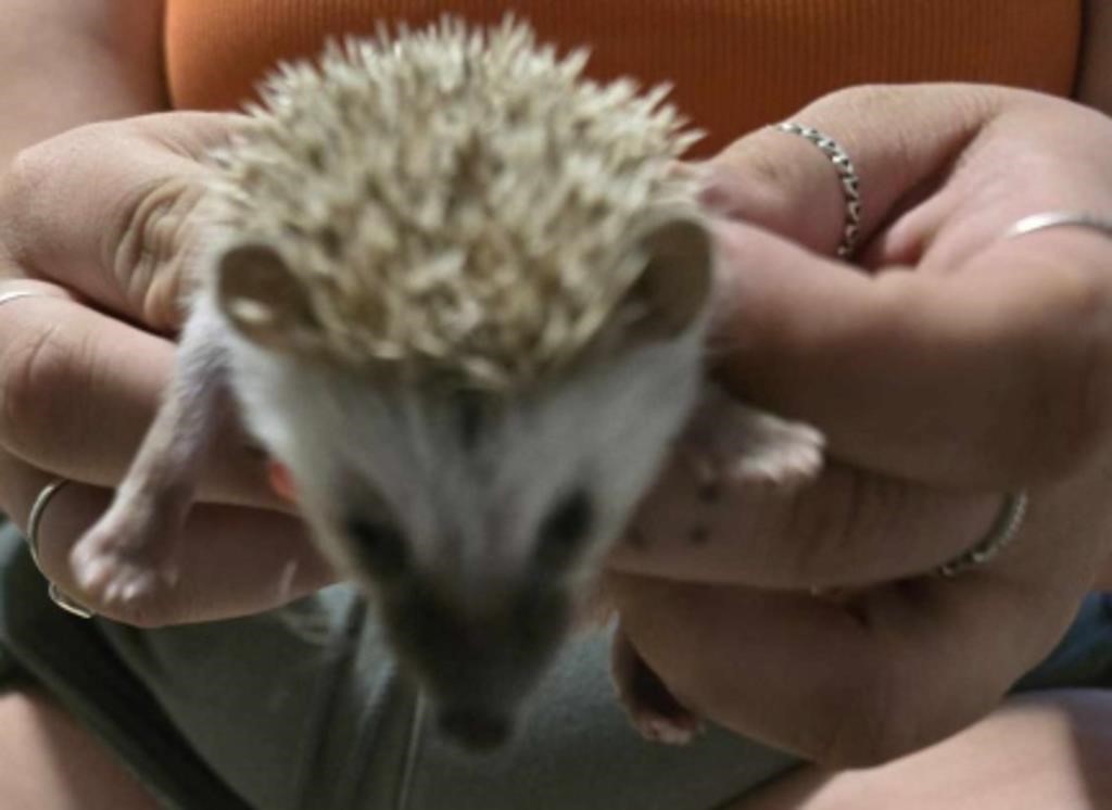 Young hedge hog