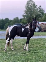 Angus Spotted Saddle Gelding