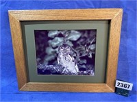 Owl Phote w/Frame No Glass, 16 1/8 X 13.25"T