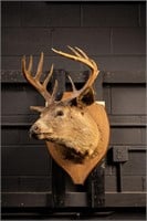 12 Point Buck Deer Trophy