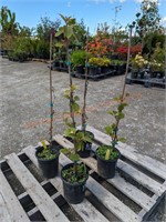 4 Jenny Kiwi Trees