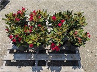 8 Rhododendron (magenta)