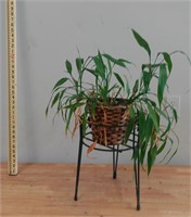 Indoor Plant with stand