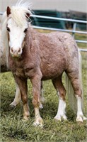 Ernie- Mini Roan Stud Pony