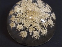 Queen Anne's Lace Paperweight Natural Flowers