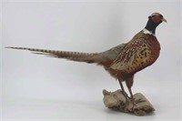 Pheasant Taxidermy
