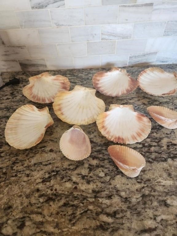 Sea Shells lot