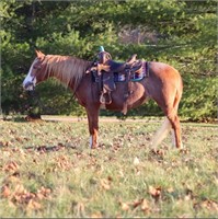 Shortcake- Red Roan Mare Pony