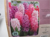 20-Pk Tasc Hyacinthus Orientalis Pink Shades