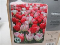 50-Pk Tasc Tulipa Fosteriana and Darwin Hybrid
