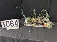 5 Assorted Live Succulent Plants